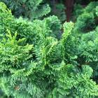 کاج پیوندی نانا 1