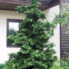 کاج پیوندی نانا 3