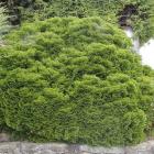 کاج پیوندی نانا 11