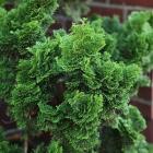 کاج پیوندی نانا 12