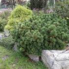 کاج پیوندی موگو 1