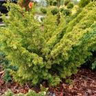 کاج دم روباه طلایی 1