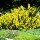 کاج دم روباه طلایی 4