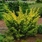 کاج دم روباه طلایی 6