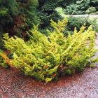 کاج دم روباه طلایی 7