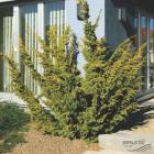 کاج دم روباه طلایی 8