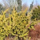 کاج دم روباه طلایی 10