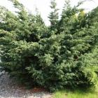 کاج دم روباه سبز 3