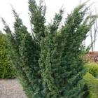 کاج دم روباه سبز 5