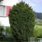 کاج دم روباه سبز 6