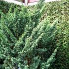 کاج دم روباه سبز 7