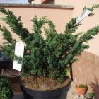 کاج دم روباه سبز 9