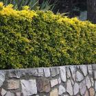 شمشاد طلایی ( ابلق ) 1