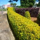 شمشاد طلایی ( ابلق ) 3