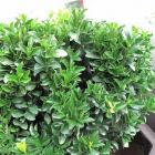 شمشاد سبز ( پرتقالی ) 1