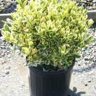 شمشاد نقره ای 2