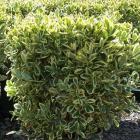 شمشاد نقره ای 4