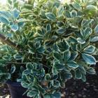 شمشاد نقره ای 6