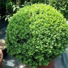 شمشاد توپی 1