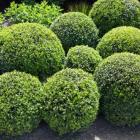 شمشاد توپی 4