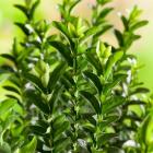 شمشاد نعنایی سبز 4