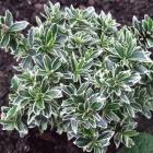 شمشا نعنایی سفید 1