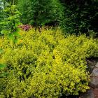 شمشاد ورنیا طلایی 2