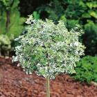 شمشاد ورنیا نقره ای 4