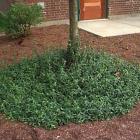 شمشاد ورنیا سبز 1