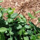 شمشاد ورنیا سبز 2