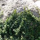 شمشاد ورنیا سبز 4