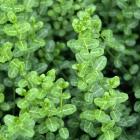 شمشاد ورنیا سبز 6