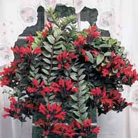 معرفی گیاه - اشینانتوس (اشیانتوس)