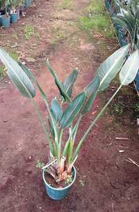 فروش گل استرزیا