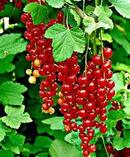 بذر نهال میوه ردکارنت