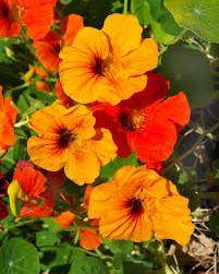 فروش بذر گل لادن